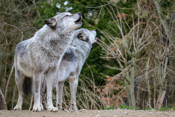 two howling wolfs in northern Germany