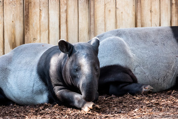 malayan tapir in zoo.
