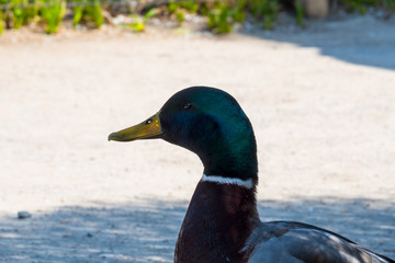 Mallard (Anas platyrhynchos) standing on the shore, male wild duck outside the water