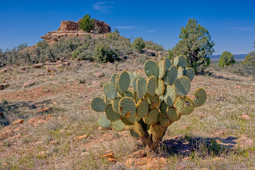 A Prickly Pear cactus with some old Indian ruins in the background. Located in Chino Valley AZ, this area was once home to the Sinagua Indians. The cactus fruit would be a staple food for the Indians.