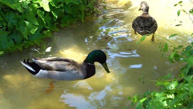 Family duck swims in the pond close up in 4k 