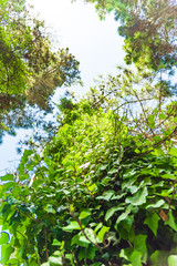 Fototapeta premium A tree from down side with a blue sky