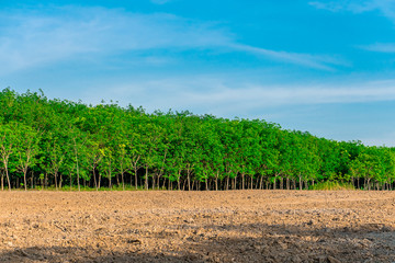 Para rubber tree, latex rubber plantation and tree rubber