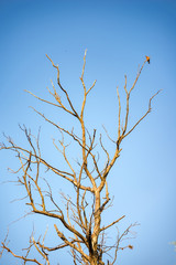 Tree without leaves with a bird perched on one of its branches in front of a clear sky