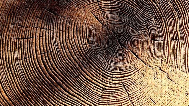 forest tree stub sun shadow nobody hd footage 