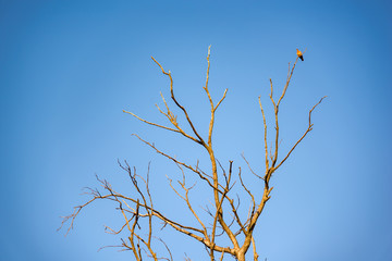 Tree without leaves with a bird perched on one of its branches in front of a clear sky