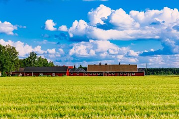 Fototapeta na wymiar Red farm buildings and green field of summer wheat in Finland