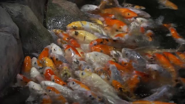 Cyprinus carpio in the aquarium