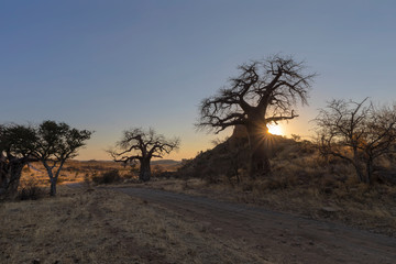 Sunset at the kopje and baobab tree
