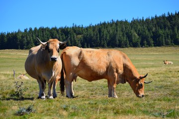 Fototapeta na wymiar bœuf de bovine