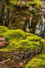 Spotted Salamander (Ambystoma maculatum)