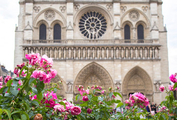 Blooming roses in front of the Cathedral Notre Dame in Paris