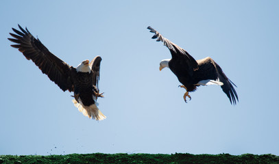 Eagle Fight
