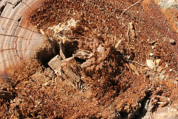 Restos de un tronco, árbol cortado