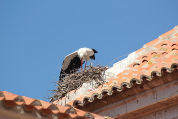Cigüeña en el tejado de una iglesia, foto 3