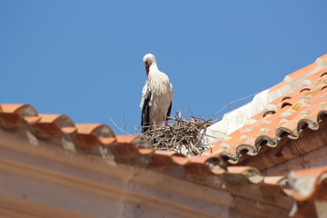 Cigüeña en el tejado de una iglesia, foto 1