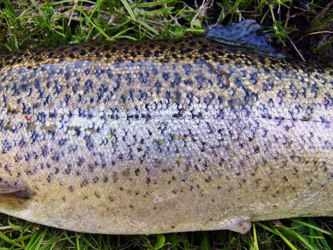 Trucha arco&iacute;ris (Oncorhynchus mykiss). Librea y l&iacute;nea lateral.