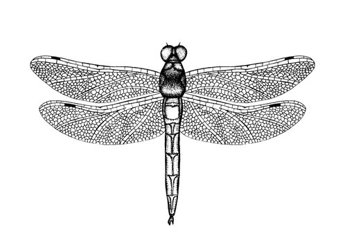 Black and white vector illustration of a dragonfly. Hand drawn insect sketch. Detailed graphic drawing of damselfly in vintage style