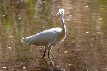泉自然公園のコサギ　千葉県千葉市若葉区