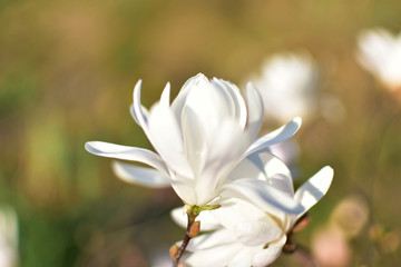 White star magnolia blooming.