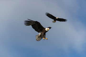 Fototapeta na wymiar Adult Bald Eagle Preparing to dive for a fish