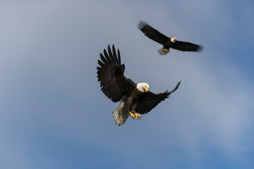 Adult Bald Eagle Preparing to dive for a fish