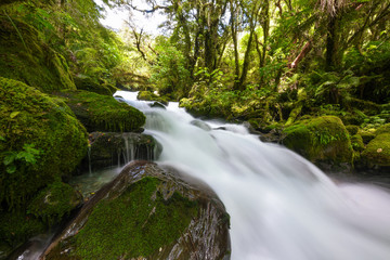 Hollyford Track New Zealand