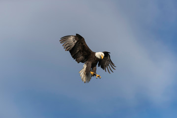 Adult Bald Eagle Preparing to dive for a fish