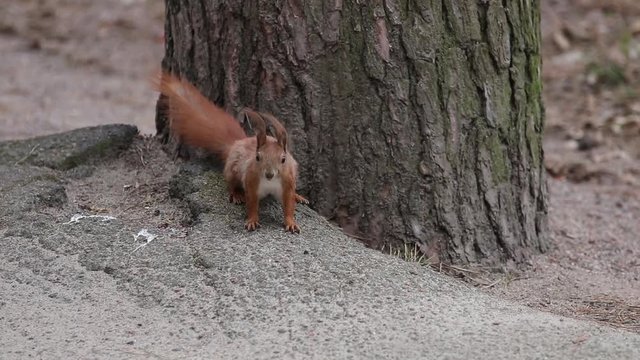 Squirrel red fur funny running spring city park on background wild nature animal thematic (Sciurus vulgaris, rodent). Selective focus, slow motion video.