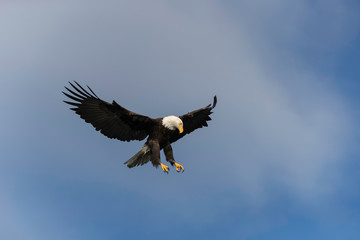 Adult Bald Eagle Preparing to dive for a fish