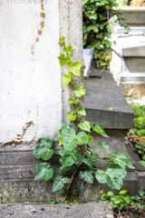 Green ivy young shoot on an old tombstone