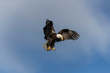 Obraz premium Adult Bald Eagle Preparing to dive for a fish