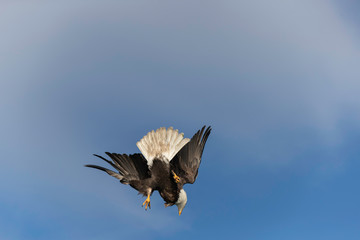 Adult Bald Eagle Preparing to dive for a fish