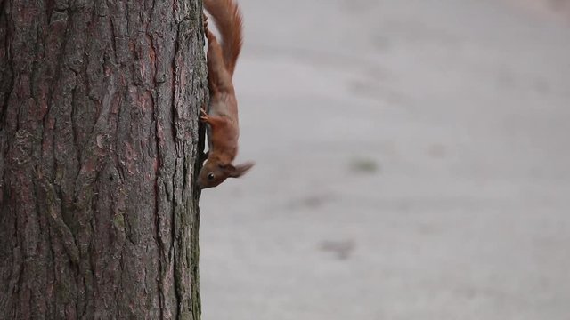Squirrel red fur funny running spring city park on background wild nature animal thematic (Sciurus vulgaris, rodent). Selective focus, slow motion video.