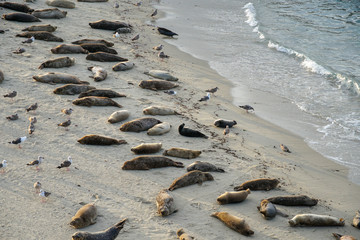 Sea lions & seals napping on a cove under the sun at La Jolla, San Diego, California. The beach is...