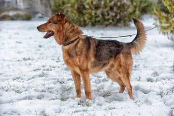 Red-haired dog mongrel in winter on a leash