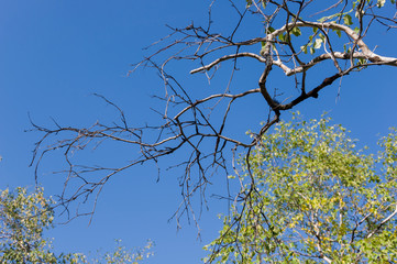 Branch of birch with green and yellow leaves on the background with blue sky. Early autumn 