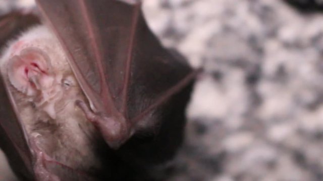 Bat sleeps in the catacombs. Horseshoe-nosed bat (Rhinolophus ferrumequinum). Portrait in full face macro