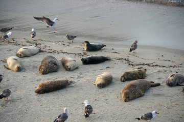 Sea lions & seals napping on a cove under the sun at La Jolla, San Diego, California. The beach is closed from December 15 to May 15 because it has become a favorite breeding ground for seals.