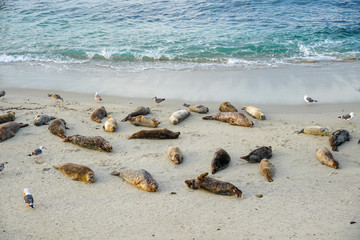 Sea lions & seals napping on a cove under the sun at La Jolla, San Diego, California. The beach is closed from December 15 to May 15 because it has become a favorite breeding ground for seals.