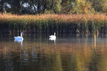 Beautiful couple of swans swimming around the lake. Still water. Thickets of reeds. Calming atmosphere of wild nature