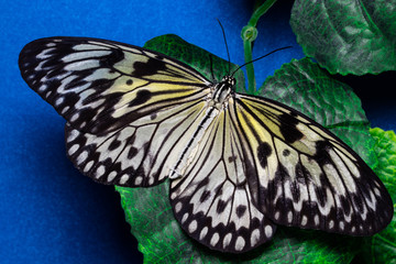 Fototapeta na wymiar Idea leuconoe, Tree Nymph butterfly, Rice Paper butterfly