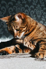 Portrait of a cat close up. Funny beautiful cute bengal cat sitting on the floor.