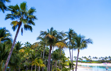 Obraz premium Beautiful day inside a tropical paradise full of palm trees in the middle of the Bahamas.