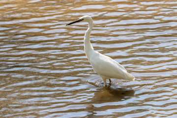 泉自然公園のコサギ　千葉県千葉市若葉区