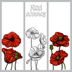 Set of vector vertical banners with hand drawn red poppies on white background.