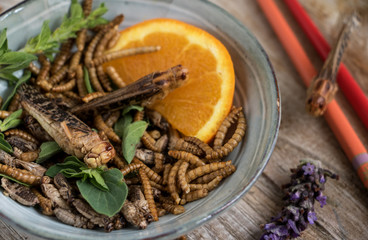teller mit knusprigen insektenfood und einer orangenscheibe