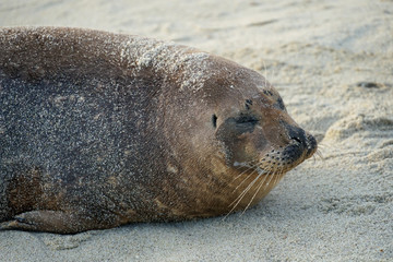 Naklejka premium Sea lions & seals napping on a cove under the sun at La Jolla, San Diego, California. The beach is closed from December 15 to May 15 because it has become a favorite breeding ground for seals.