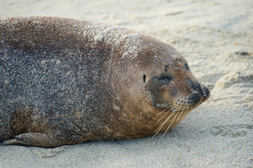 Sea lions & seals napping on a cove under the sun at La Jolla, San Diego, California. The beach is closed from December 15 to May 15 because it has become a favorite breeding ground for seals.