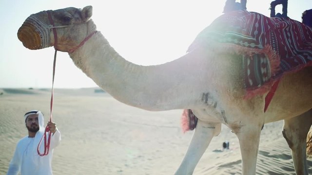 Man wearing kandura traditional clothes walking his camel in Dubai